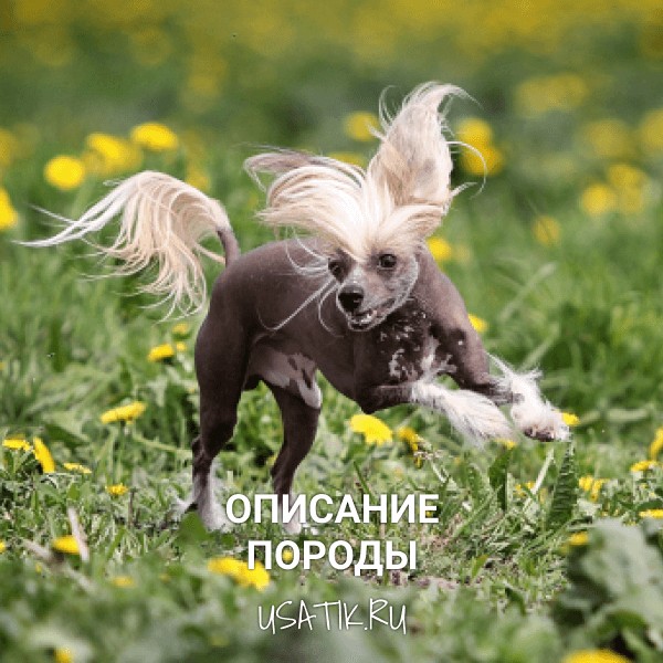 Китайская хохлатая собака - описание породы