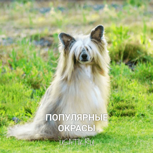 Популярные окрасы китайских хохлатых собак