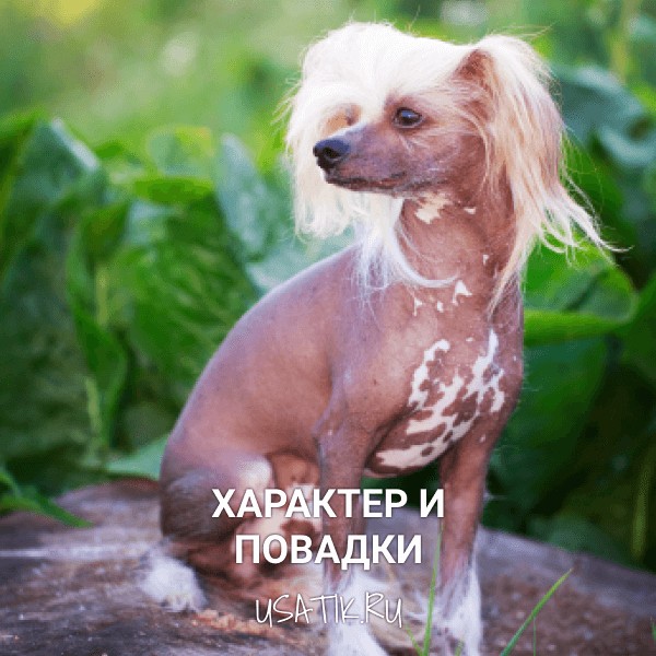 Характер и повадки китайских хохлатых собак