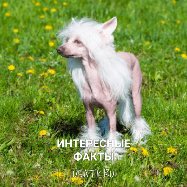 Интересные факты о китайских хохлатых собаках