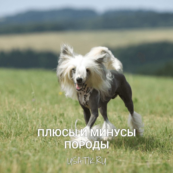 Плюсы и минусы китайских хохлатых собак