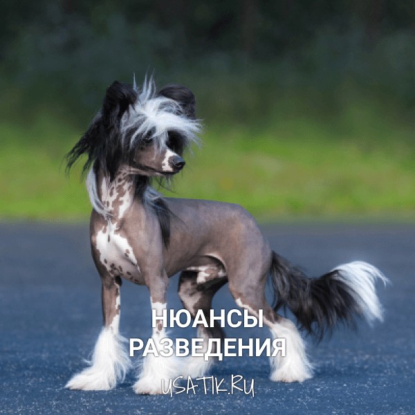 Разведение китайских хохлатых собак