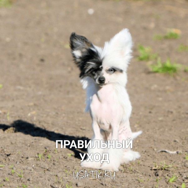 Уход за китайскими хохлатыми собаками