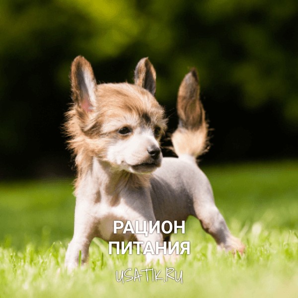 Рацион питания китайских хохлатых собак