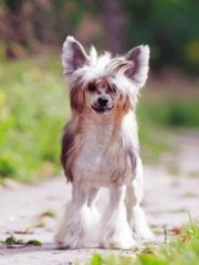 Китайская хохлатая собака