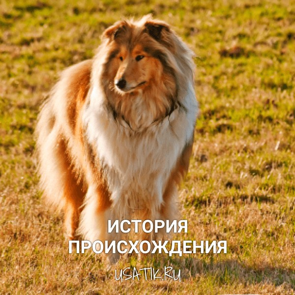 История происхождения колли