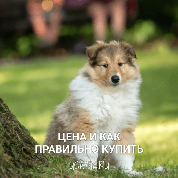Колли - цена и как правильно купить