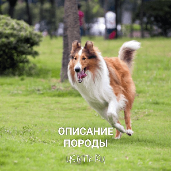 Колли - описание породы