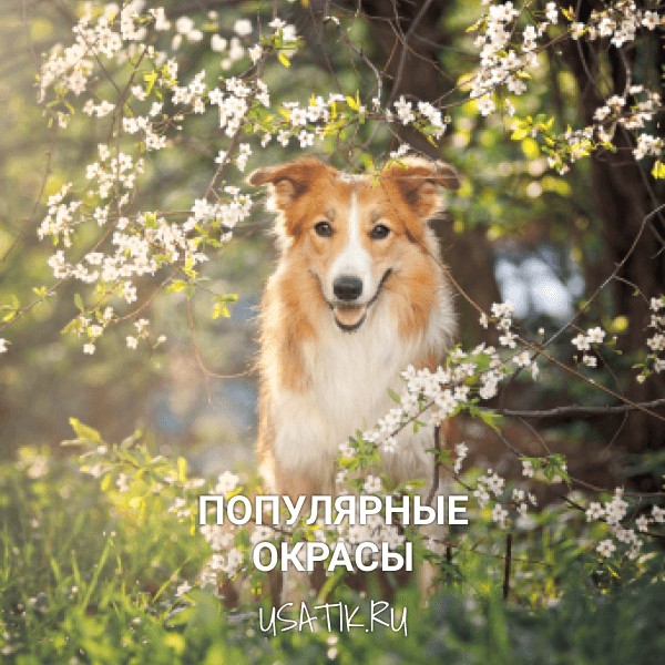 Популярные окрасы колли