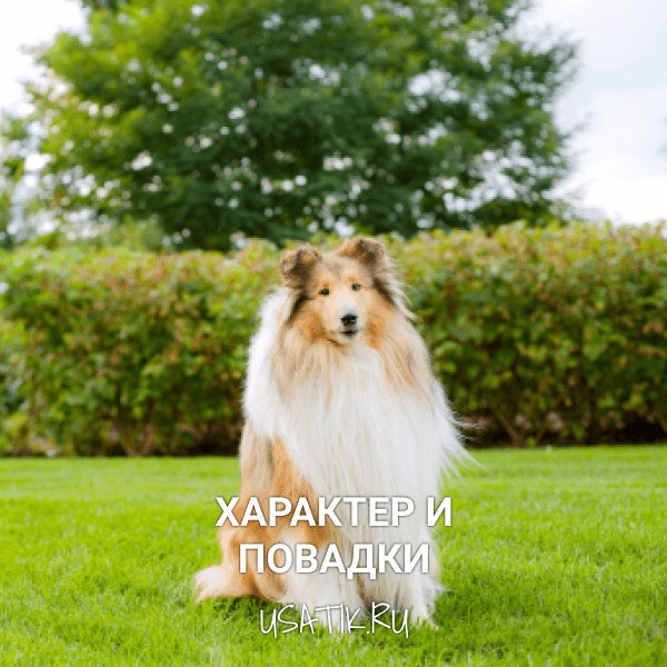 Характер и повадки колли