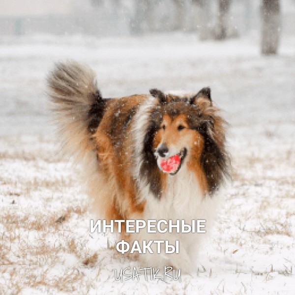 Интересные факты о колли