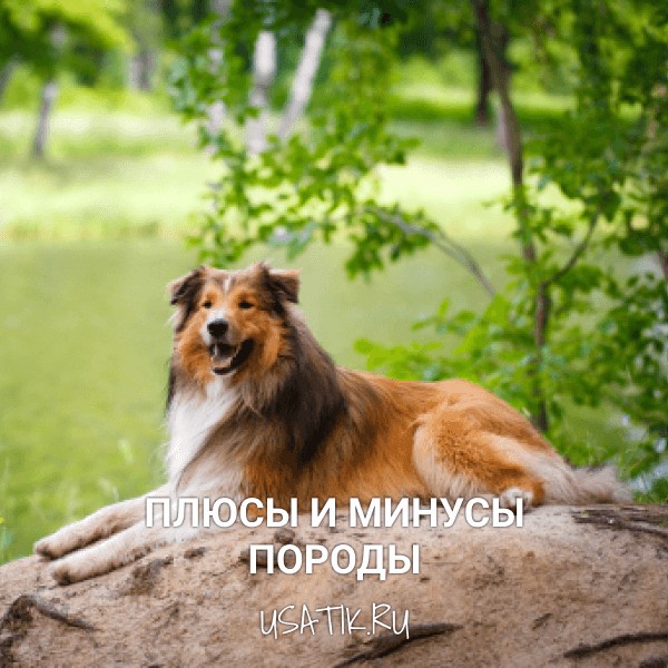 Плюсы и минусы колли