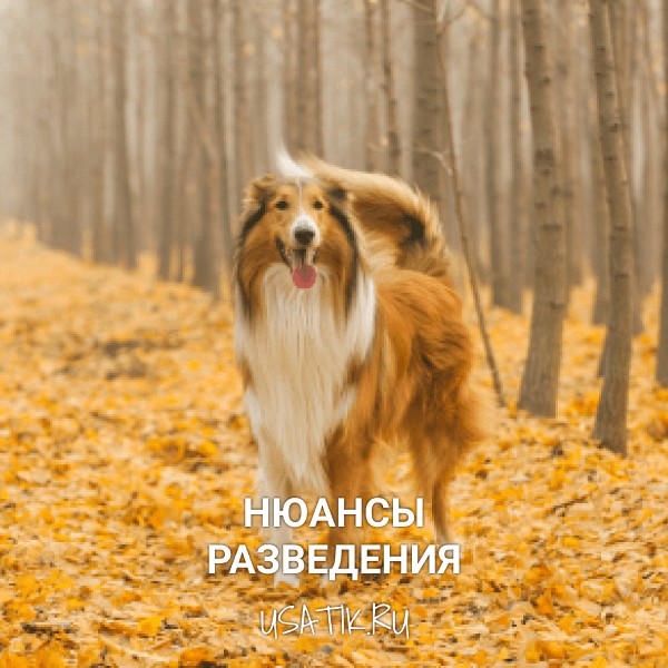 Разведение колли