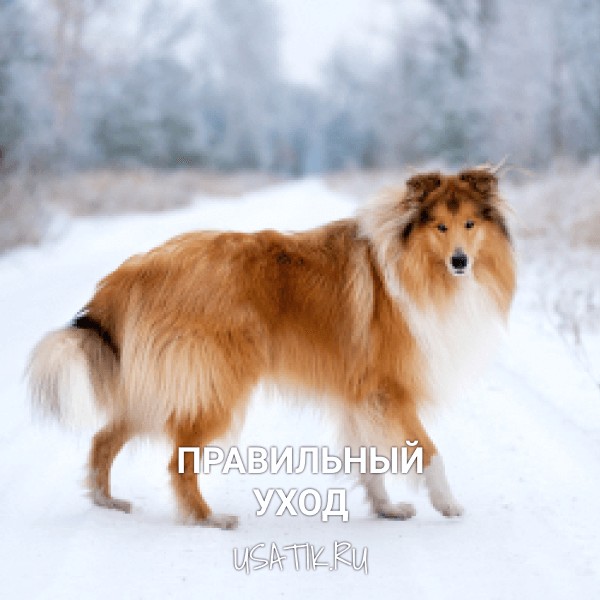 Уход за колли