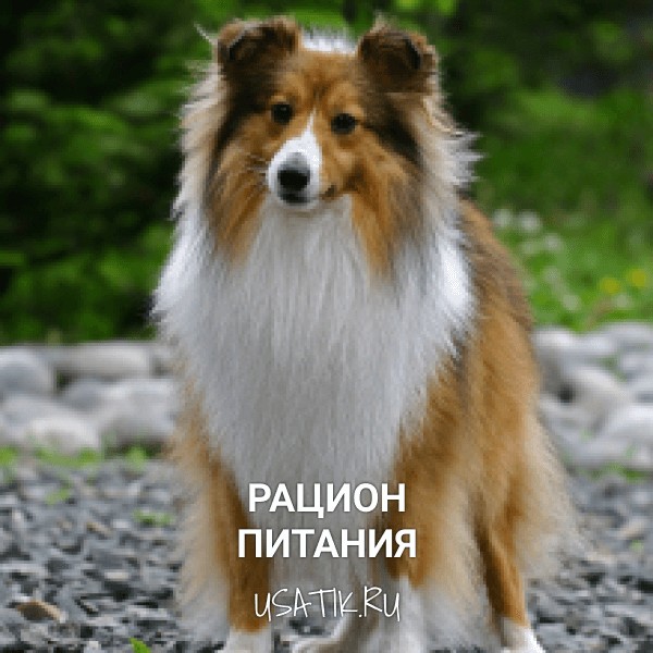 Рацион питания колли