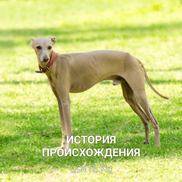 История происхождения левреток