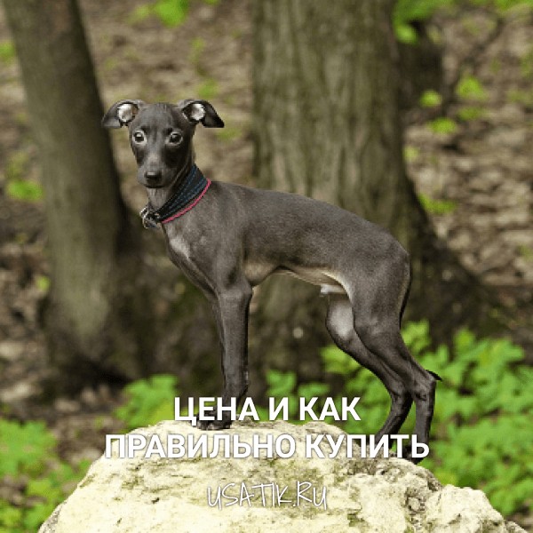 Левретка - цена и как правильно купить