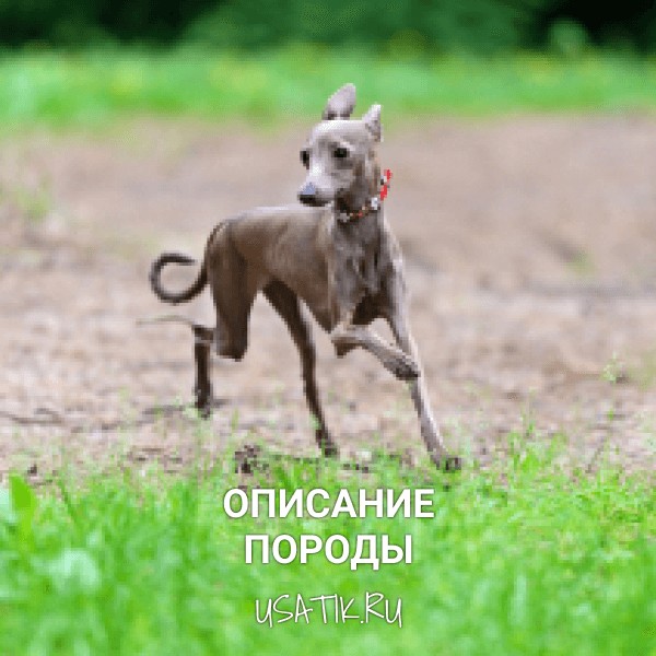 Левретка - описание породы