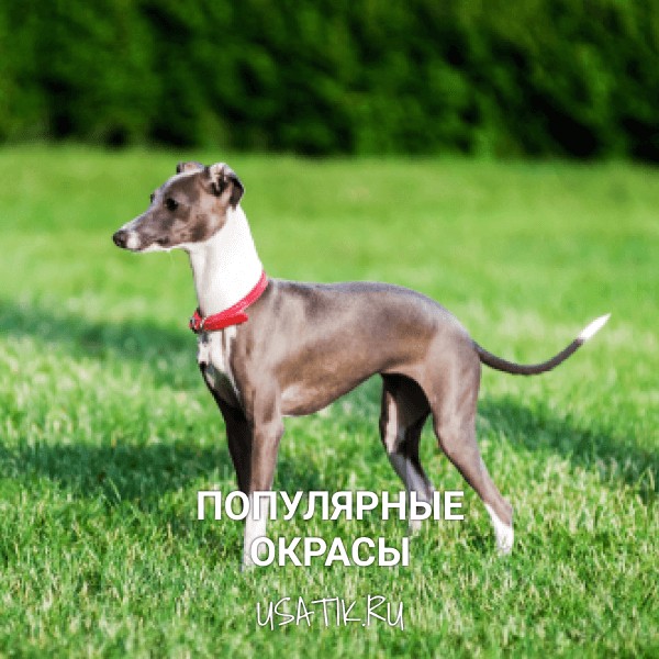 Популярные окрасы лавреток