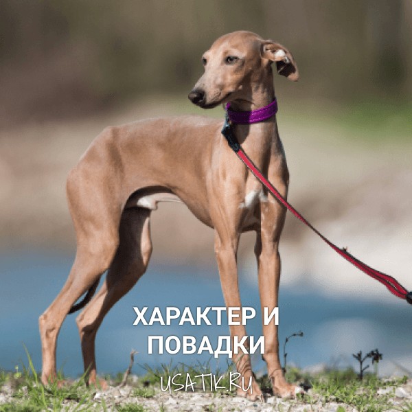 Характер и повадки левреток