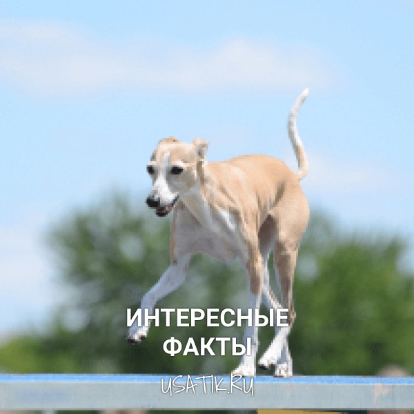 Интересные факты о левретках