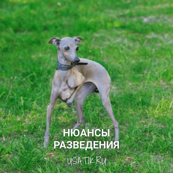 Разведение левреток