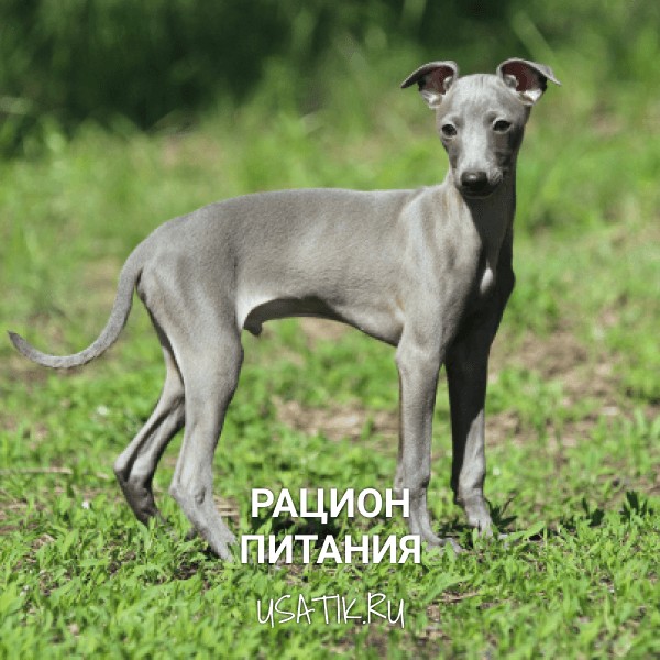 Рацион питания левреток