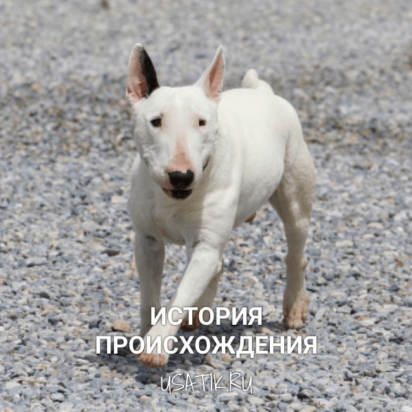 История разведения миниатюрных бультерьеров
