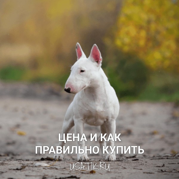 Миниатюрный бультерьер - цена и как правильно купить