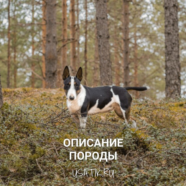 Миниатюрный бультерьер - описание породы