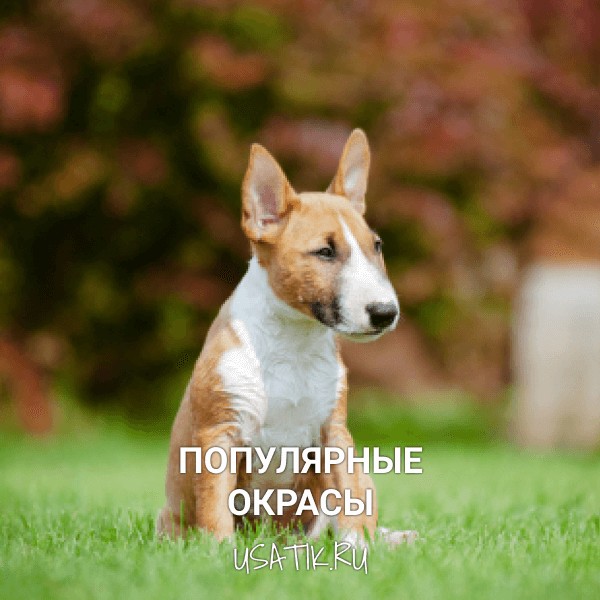Популярные окрасы миниатюрных бультерьеров