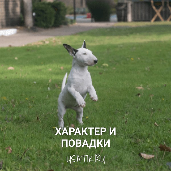 Характер и повадки миниатюрных бультерьеров