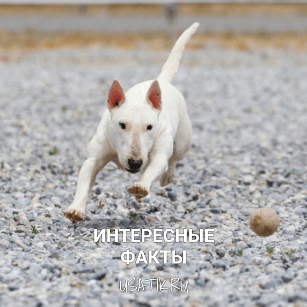 Интересные факты о миниатюрных бультерьерах