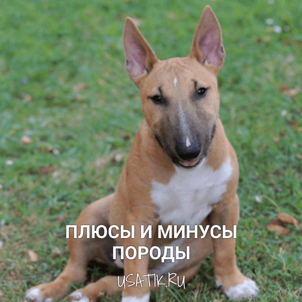 Плюсы и минусы миниатюрных бультерьеров