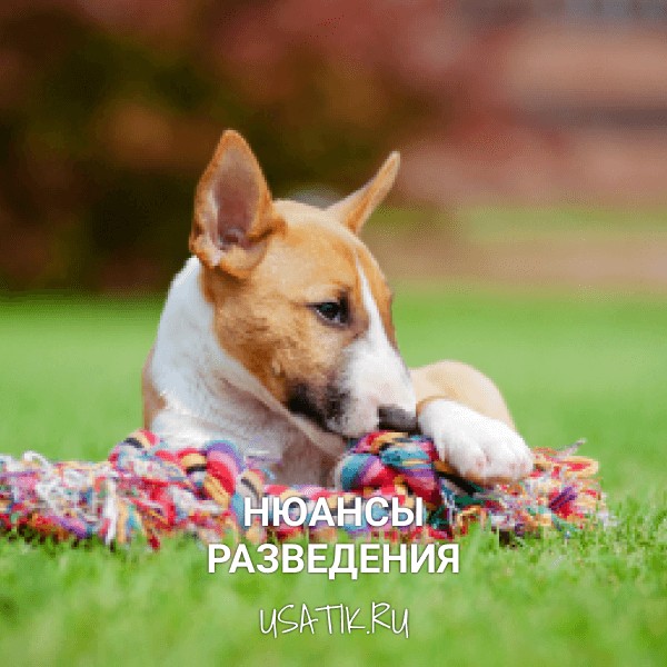 Разведение миниатюрных бультерьеров