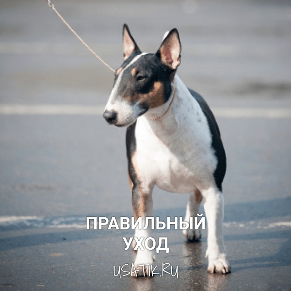 Уход за миниатюрными бультерьерами