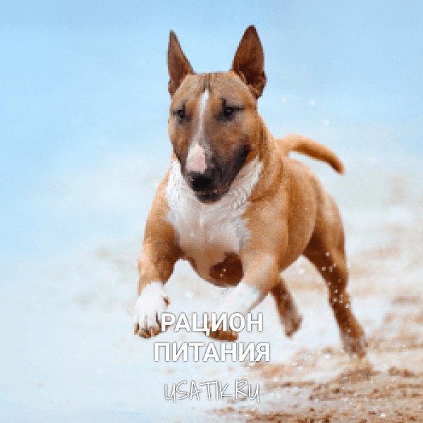 Рацион питания миниатюрных бультерьеров