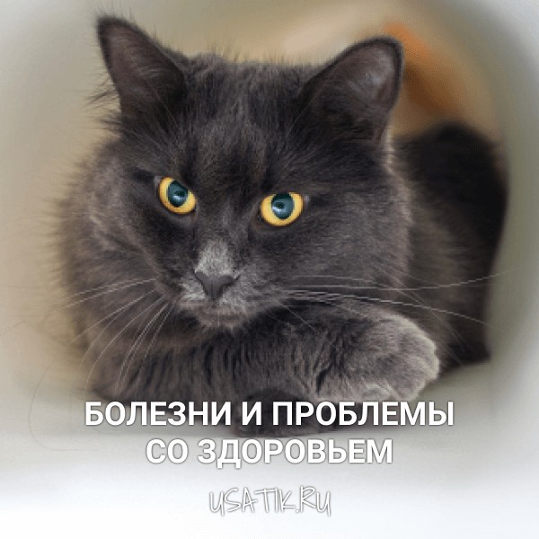 Болезни и проблемы со здоровьем