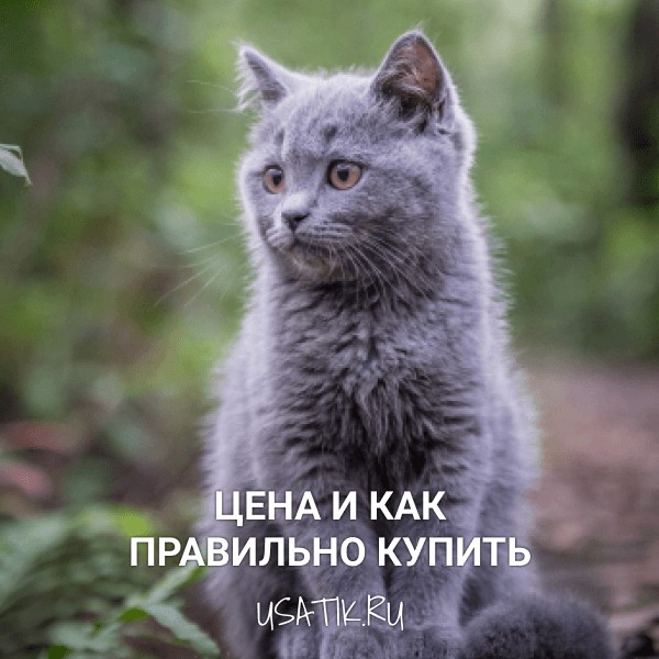 Нибелунг - цена и как правильно купить