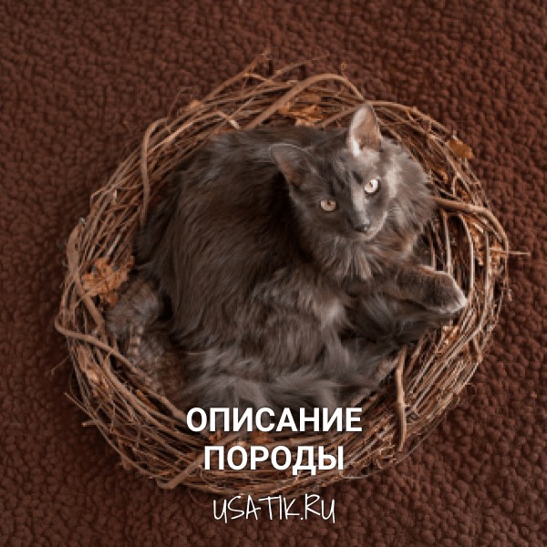 Нибелунг - описание породы