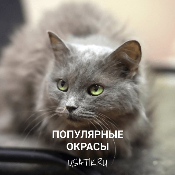 Популярные окрасы нибелунгов