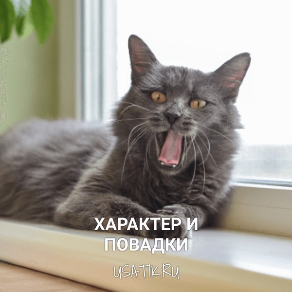 Характер и повадки нибелунгов