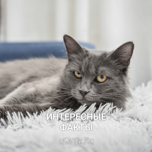 Интересные факты о нибелунгах