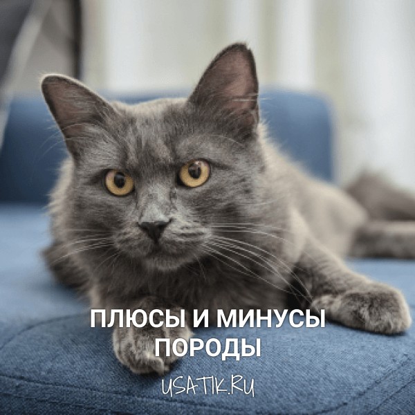 Плюсы и минусы нибелунгов