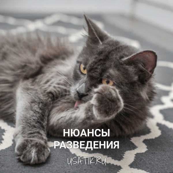 Разведение нибелунгов