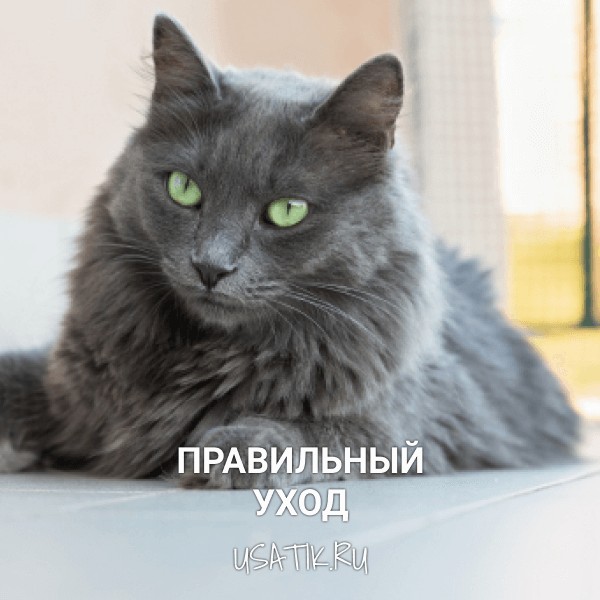 Уход за нибелунгами