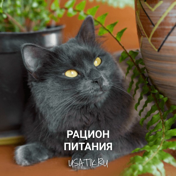 Рацион питания нибелунгов