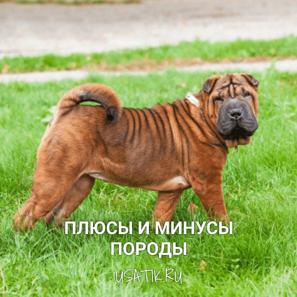 Плюсы и минусы шарпеев