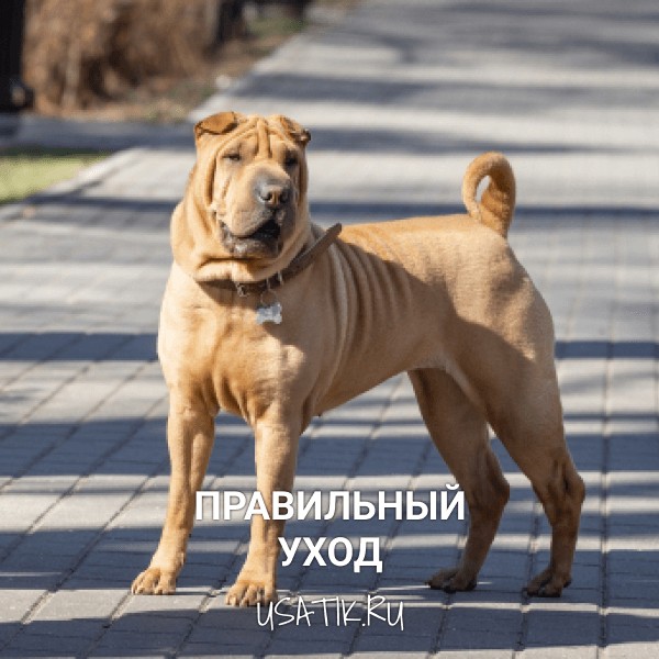 Уход за шарпеями