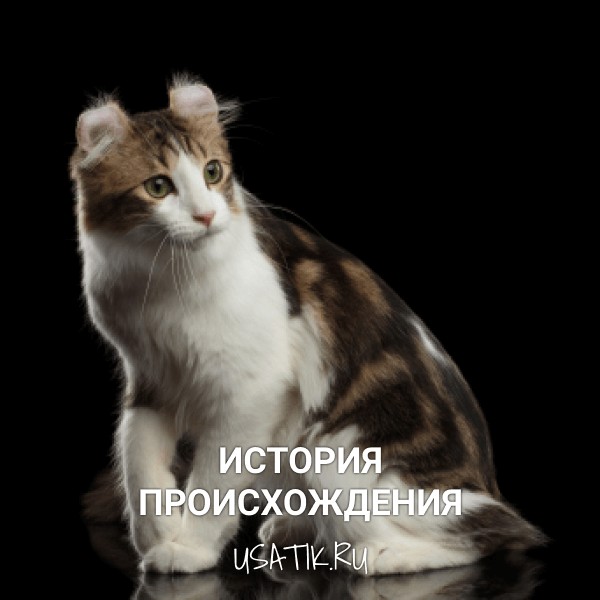 История происхождения американских керлов